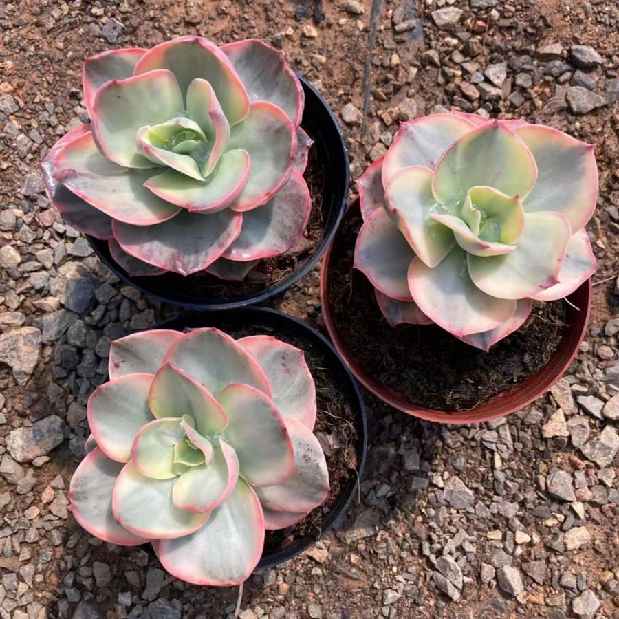 5'' Echeveria Suyon Variegated, Rare Live Succulent Plants