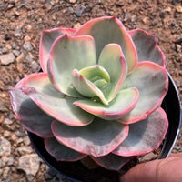 5'' Echeveria Suyon Variegated, Rare Live Succulent Plants