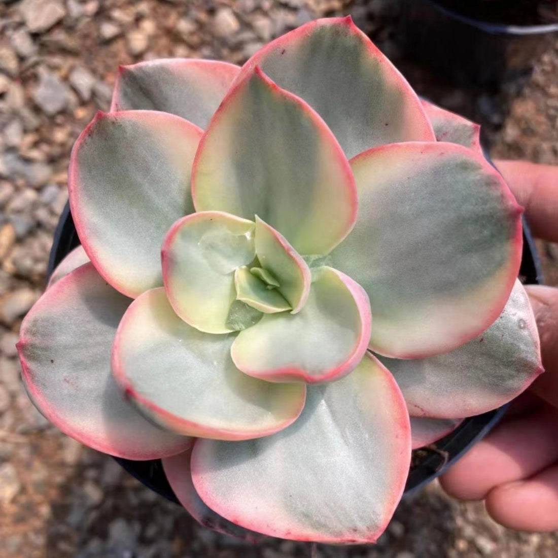 5'' Echeveria Suyon Variegated, Rare Live Succulent Plants