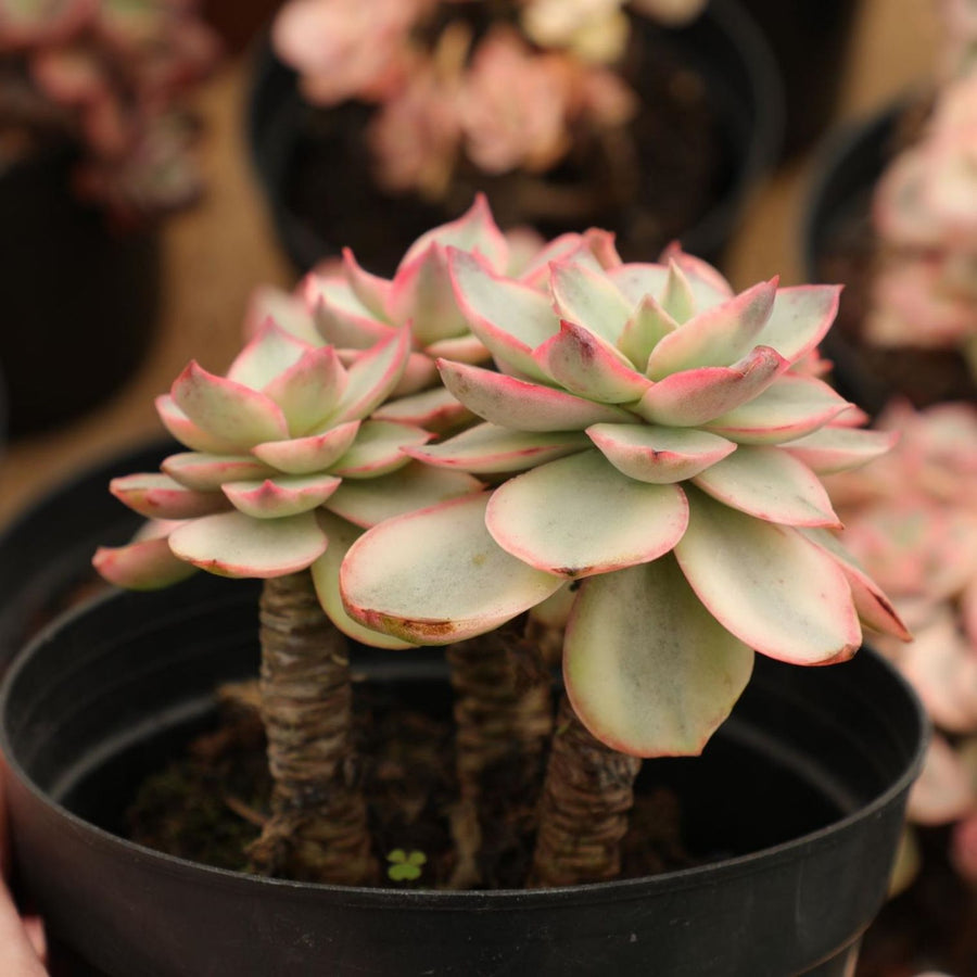 5'' Echeveria Suyon Variegated, Rare Live Succulent Plants