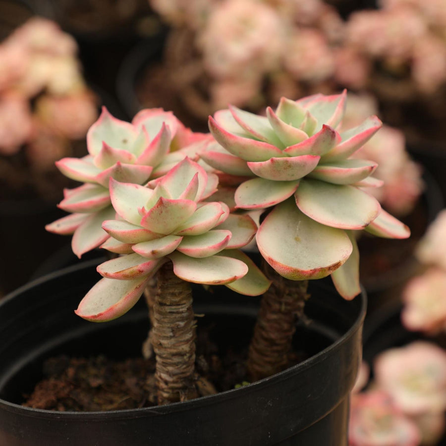 5'' Echeveria Suyon Variegated, Rare Live Succulent Plants