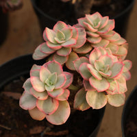 5'' Echeveria Suyon Variegated, Rare Live Succulent Plants