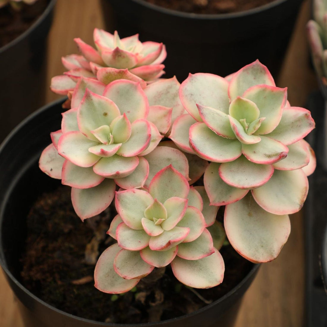 5'' Echeveria Suyon Variegated, Rare Live Succulent Plants