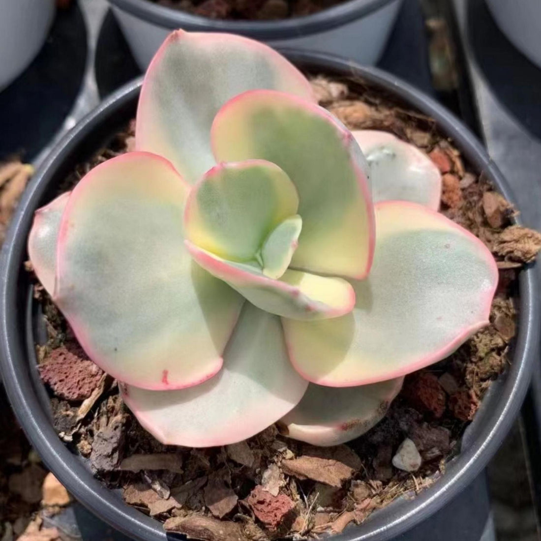 5'' Echeveria Suyon Variegated, Rare Live Succulent Plants