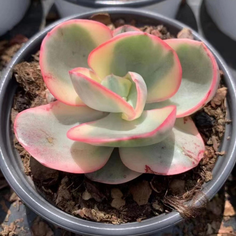 5'' Echeveria Suyon Variegated, Rare Live Succulent Plants