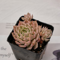 2'' Echeveria Margaret Variegated, Rare Live Succulent Plants