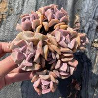 5'' Echeveria Cubic Frost, Rare Live Succulent Plants