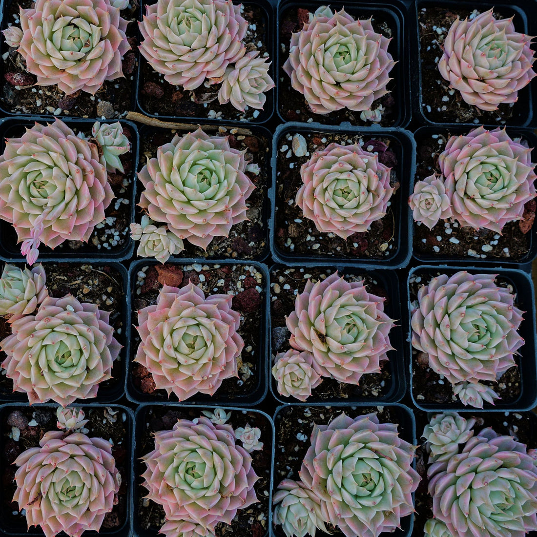 2'' Echeveria Margaret Variegated, Rare Live Succulent Plants