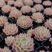 2'' Echeveria Margaret Variegated, Rare Live Succulent Plants