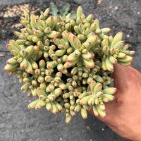 5'' Crassula Nudicaulis Herrei, Rare Live Succulent Plants