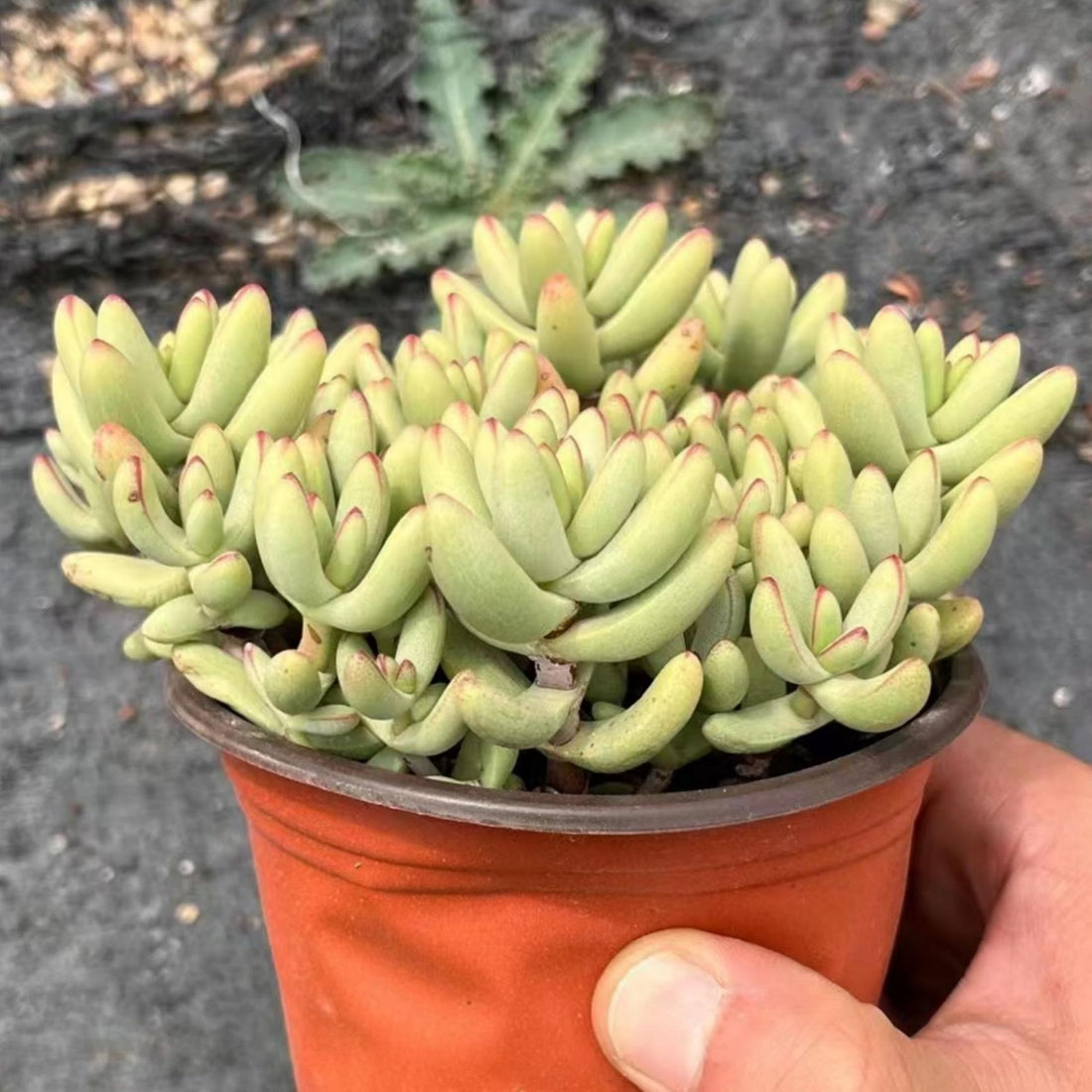 5'' Crassula Nudicaulis Herrei, Rare Live Succulent Plants