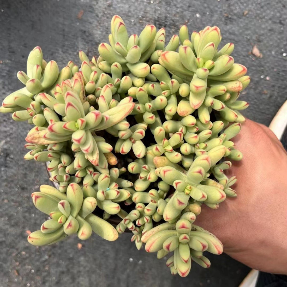 5'' Crassula Nudicaulis Herrei, Rare Live Succulent Plants