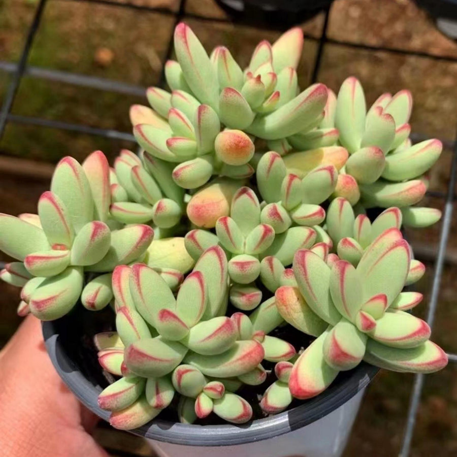 5'' Crassula Nudicaulis Herrei, Rare Live Succulent Plants