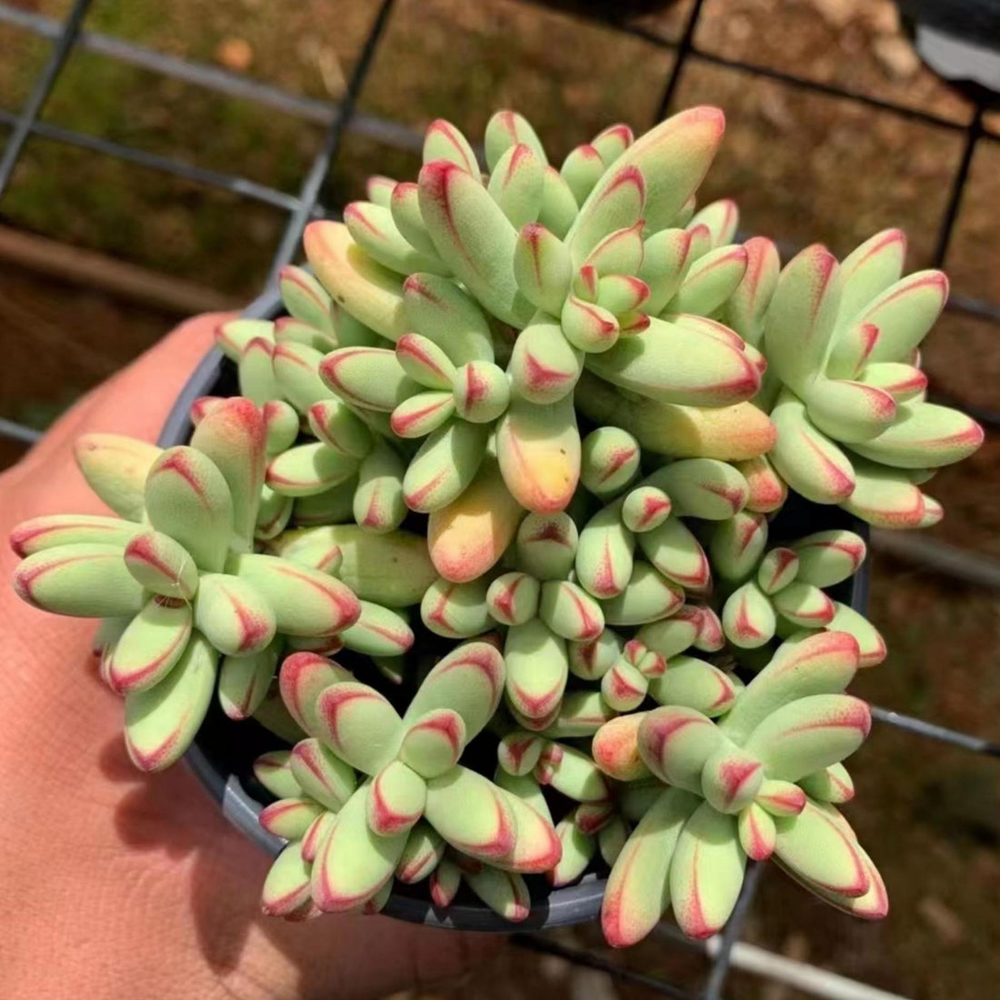 5'' Crassula Nudicaulis Herrei, Rare Live Succulent Plants