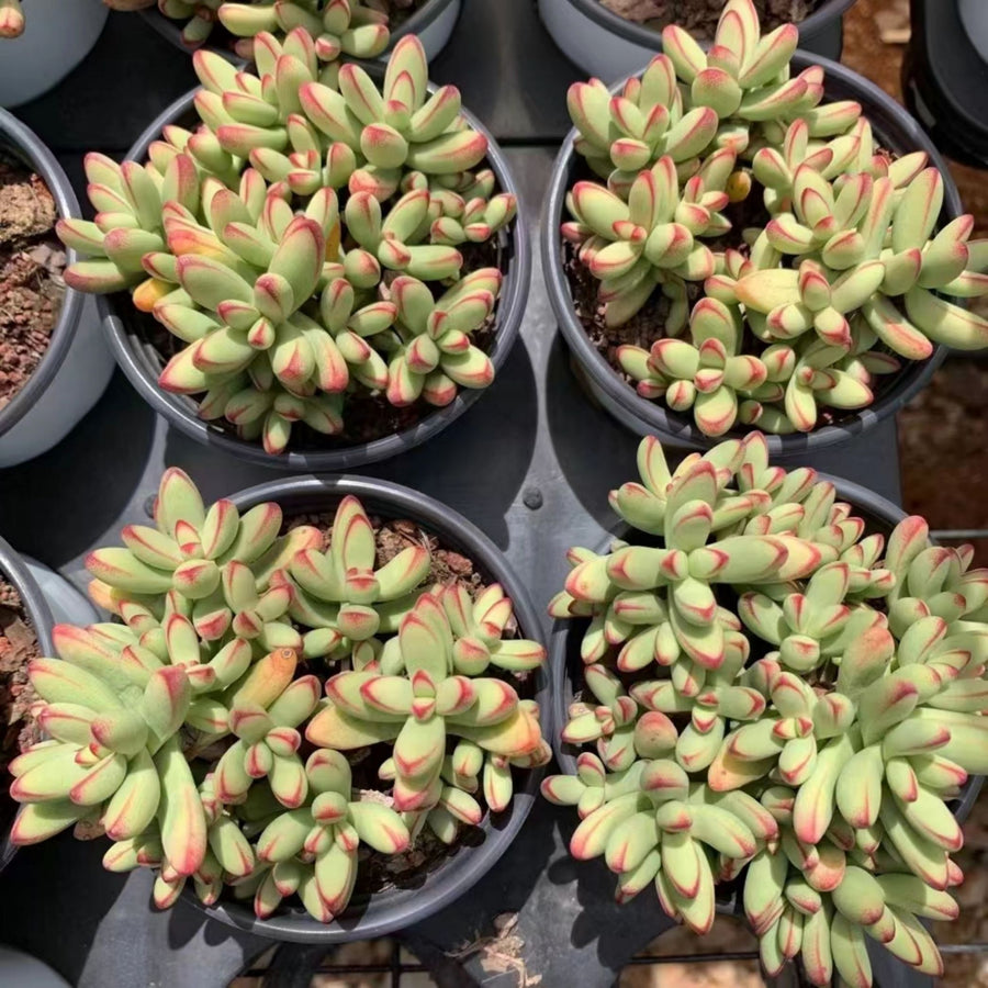 5'' Crassula Nudicaulis Herrei, Rare Live Succulent Plants