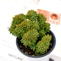 6'' Sedum Alice Evans Crested, Rare Live Succulent Plants