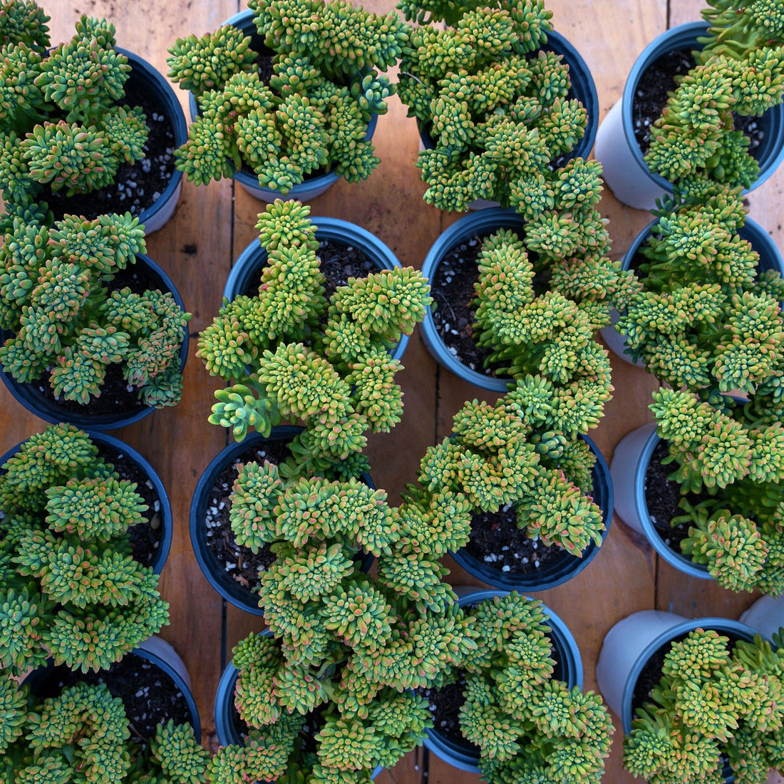 6'' Sedum Alice Evans Crested, Rare Live Succulent Plants