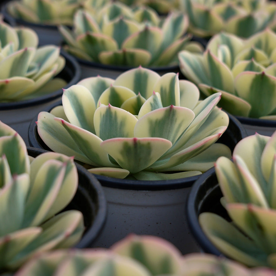 4'' Echeveria Lenore Dean Variegated, Rare Live Succulent Plants