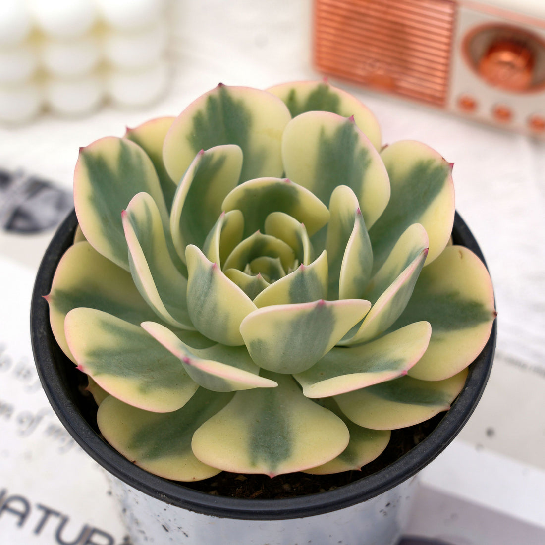 4'' Echeveria Lenore Dean Variegated, Rare Live Succulent Plants