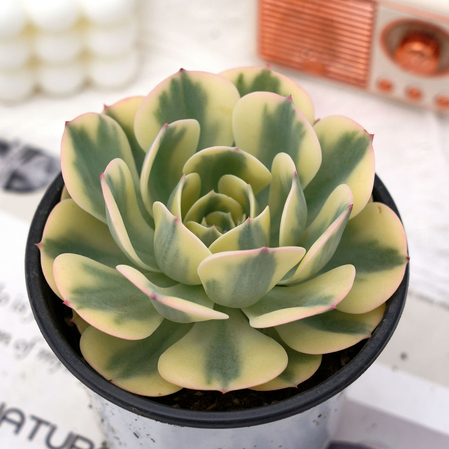 live succulent plants for sale 4'' Echeveria Lenore Dean Variegated, Rare Live Succulent Plants