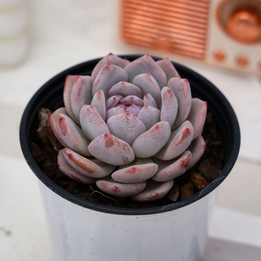 succulent snowbird 3'' Echeveria Snow Hibiscus, Rare Live Succulent Plants