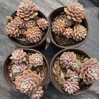 5'' Echeveria Tinkerbell, Rare Live Succulent Plants