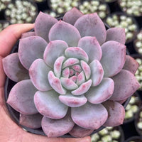 4'' Echeveria 'Ariel', Rare Live Succulent Plants