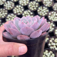 4'' Echeveria 'Ariel', Rare Live Succulent Plants