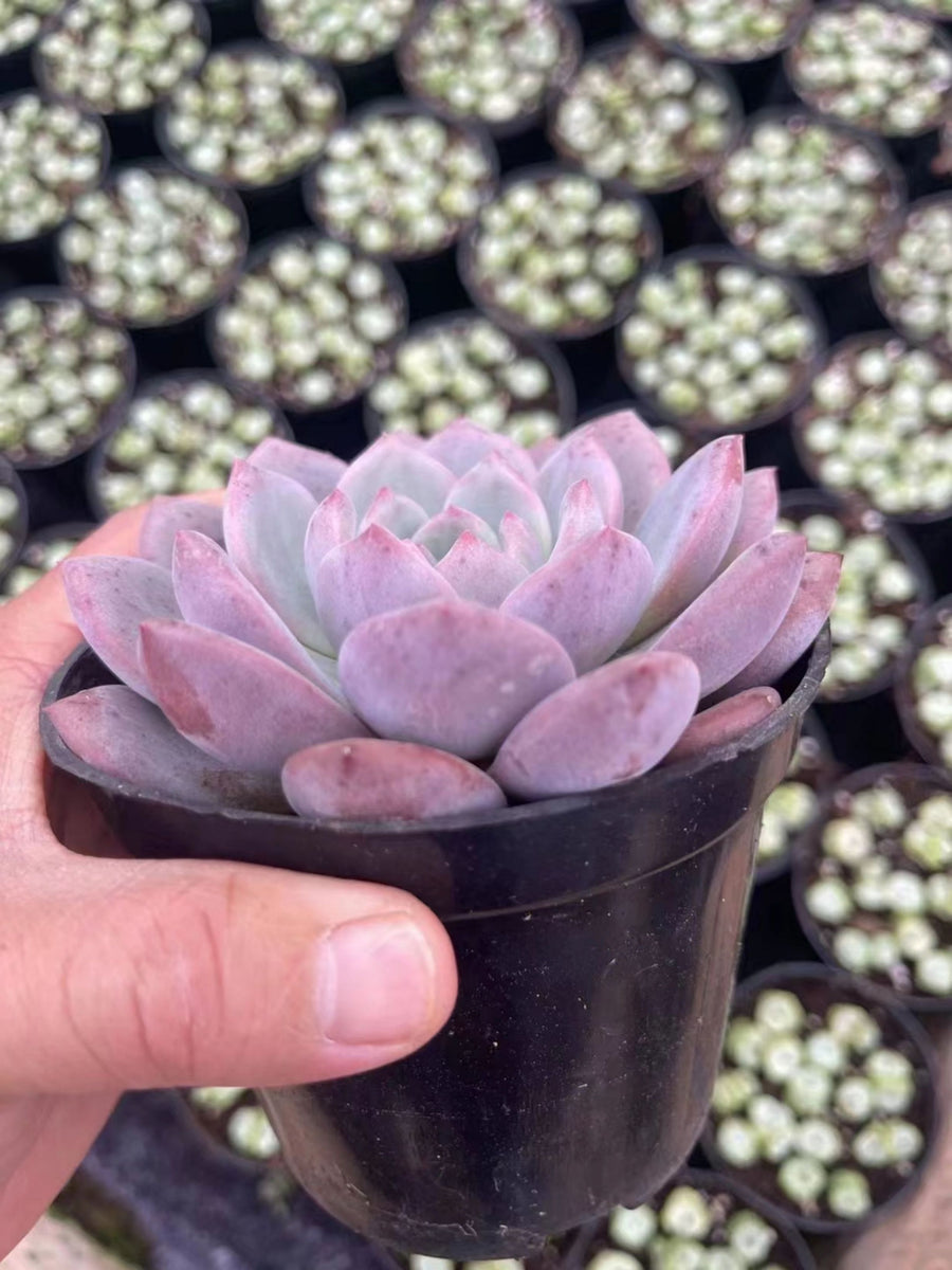 4'' Echeveria 'Ariel', Rare Live Succulent Plants