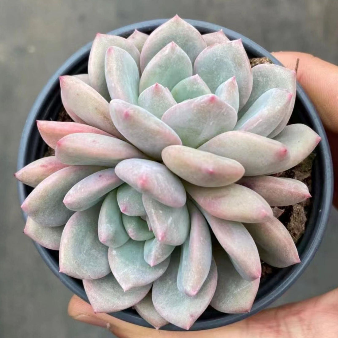 4'' Echeveria 'Ariel', Rare Live Succulent Plants