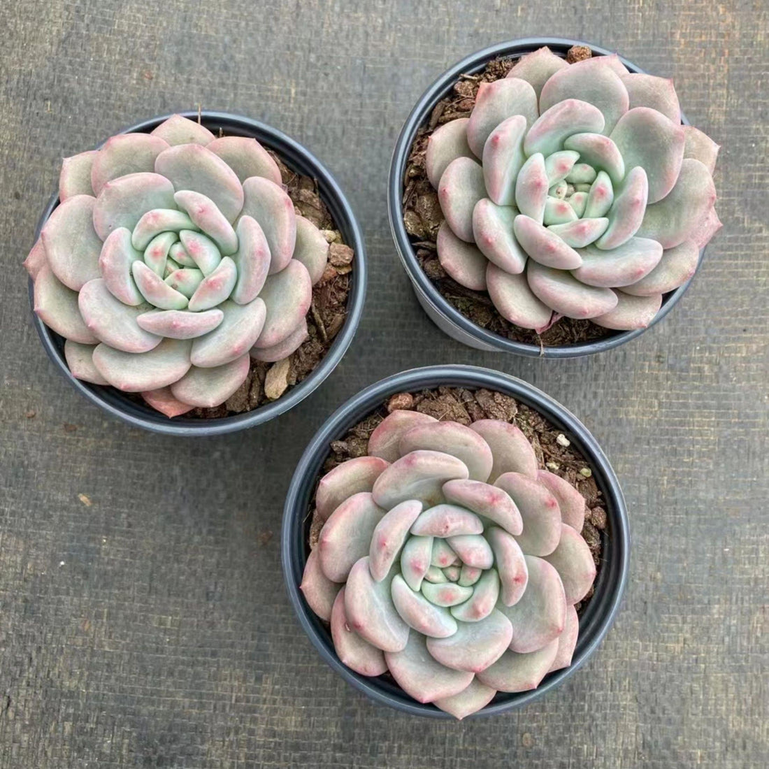 4'' Echeveria 'Ariel', Rare Live Succulent Plants