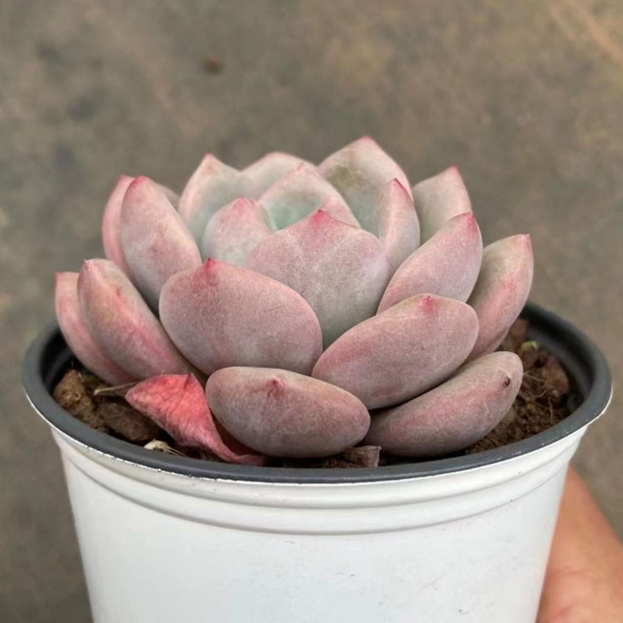 4'' Echeveria 'Ariel', Rare Live Succulent Plants