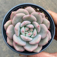 4'' Echeveria 'Ariel', Rare Live Succulent Plants