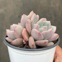 4'' Echeveria 'Ariel', Rare Live Succulent Plants