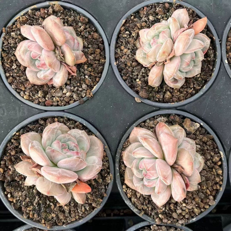 4'' Echeveria 'Ariel', Rare Live Succulent Plants