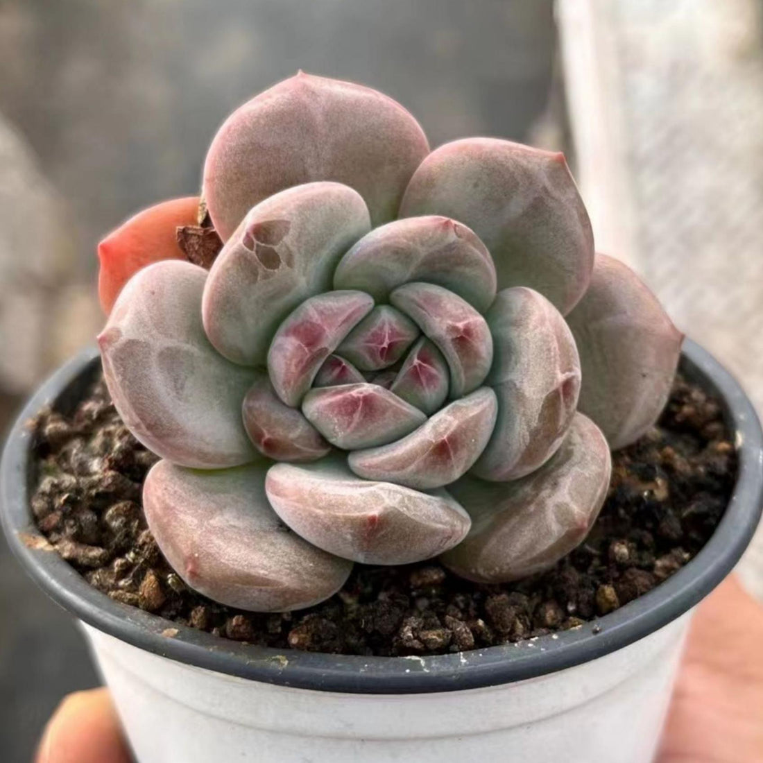 4'' Echeveria 'Ariel', Rare Live Succulent Plants