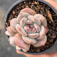 4'' Echeveria 'Ariel', Rare Live Succulent Plants