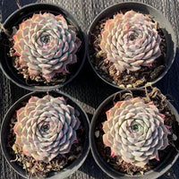4'' Echeveria Pinwheel, Rare Live Succulent Plants