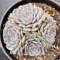 4'' Echeveria Pinwheel, Rare Live Succulent Plants