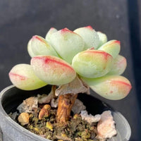 4'' Sedeveria Pudgy, Rare Live Succulent Plants