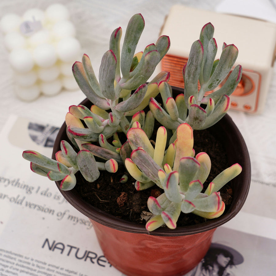 long flat leaf succulent 6'' Cotyledon Orbiculata Long Leaf Variegated, Rare Live Succulent Pla – cocosucculent