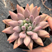 4'' Pachyphytum Baby Finger, Rare Live Succulent Plants