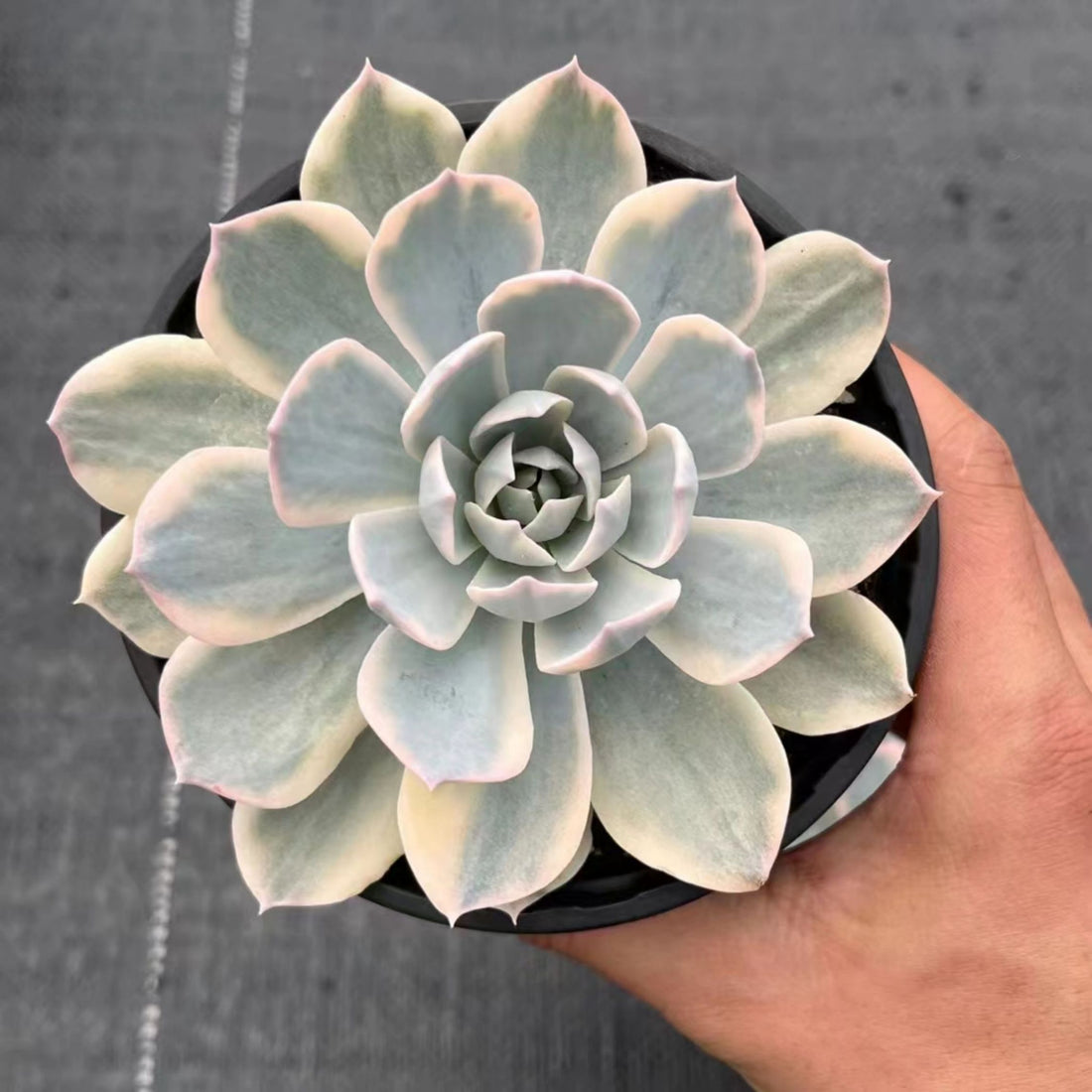 5'' Echeveria Subsessilis Variegated, Rare Live Succulent Plants