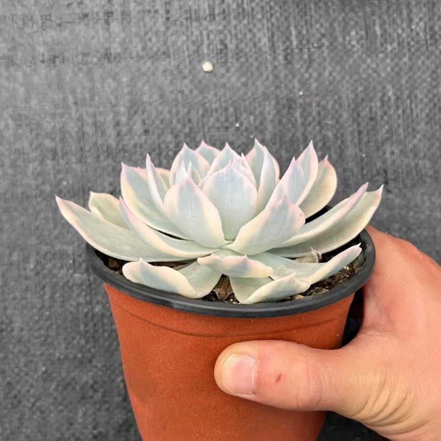 5'' Echeveria Subsessilis Variegated, Rare Live Succulent Plants