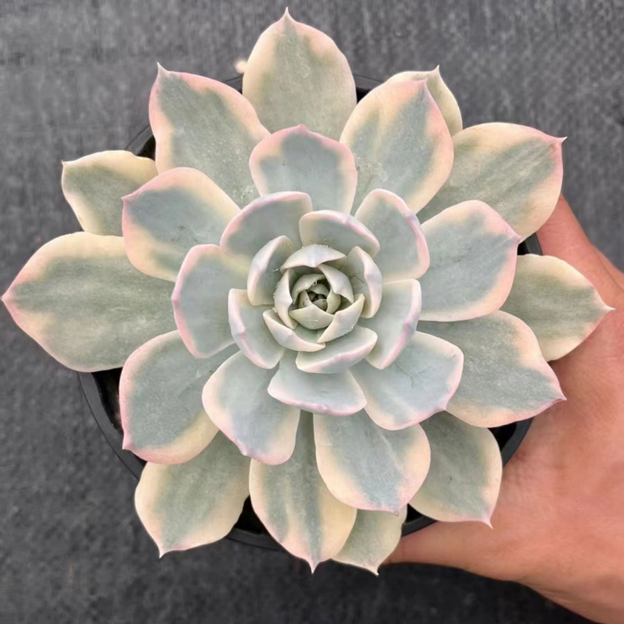 5'' Echeveria Subsessilis Variegated, Rare Live Succulent Plants