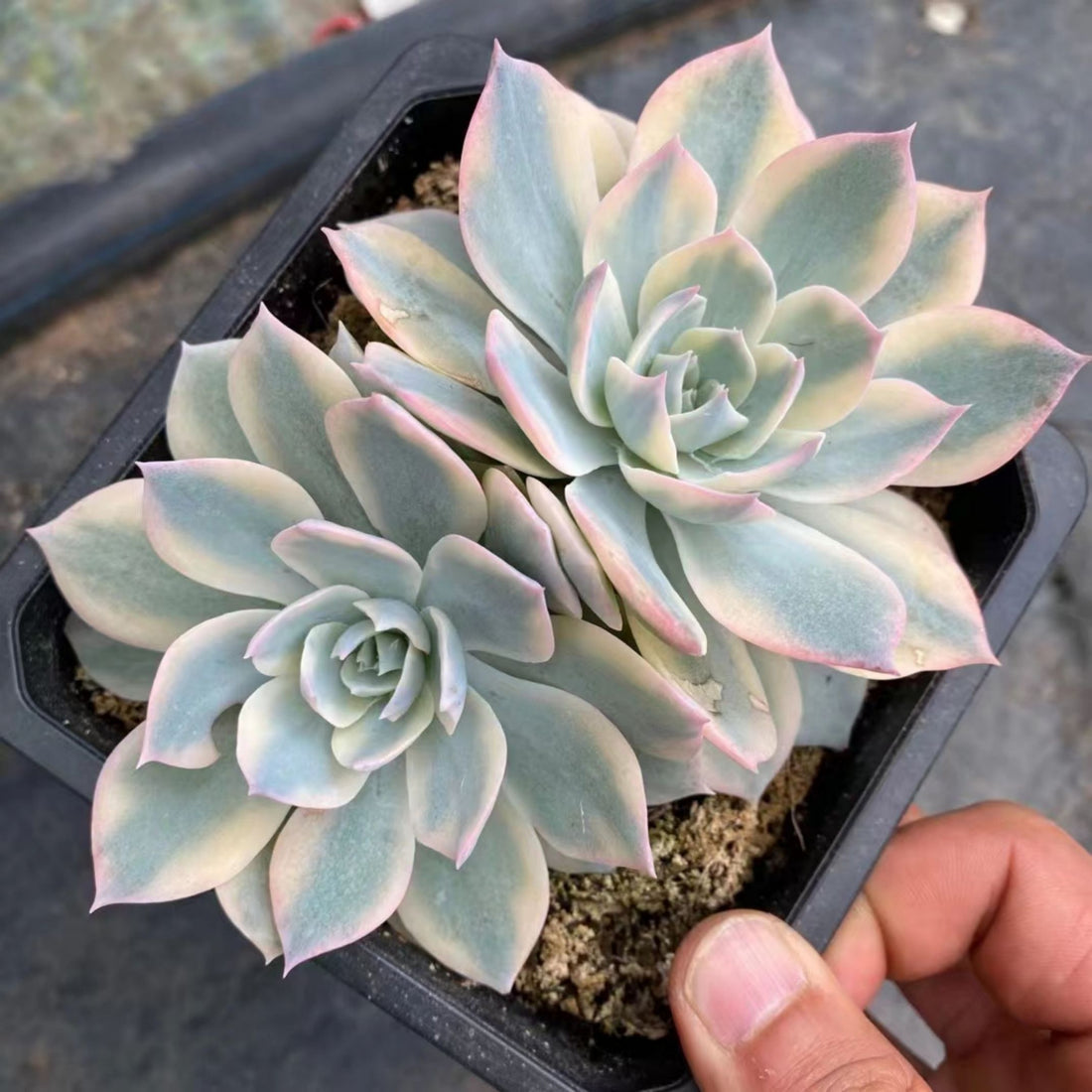 5'' Echeveria Subsessilis Variegated, Rare Live Succulent Plants