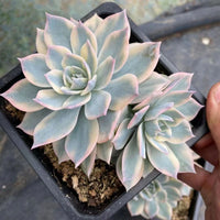 5'' Echeveria Subsessilis Variegated, Rare Live Succulent Plants