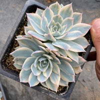 5'' Echeveria Subsessilis Variegated, Rare Live Succulent Plants