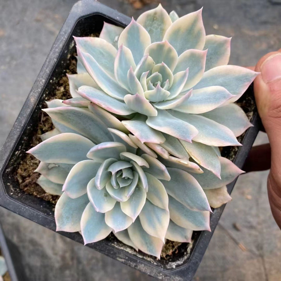 5'' Echeveria Subsessilis Variegated, Rare Live Succulent Plants