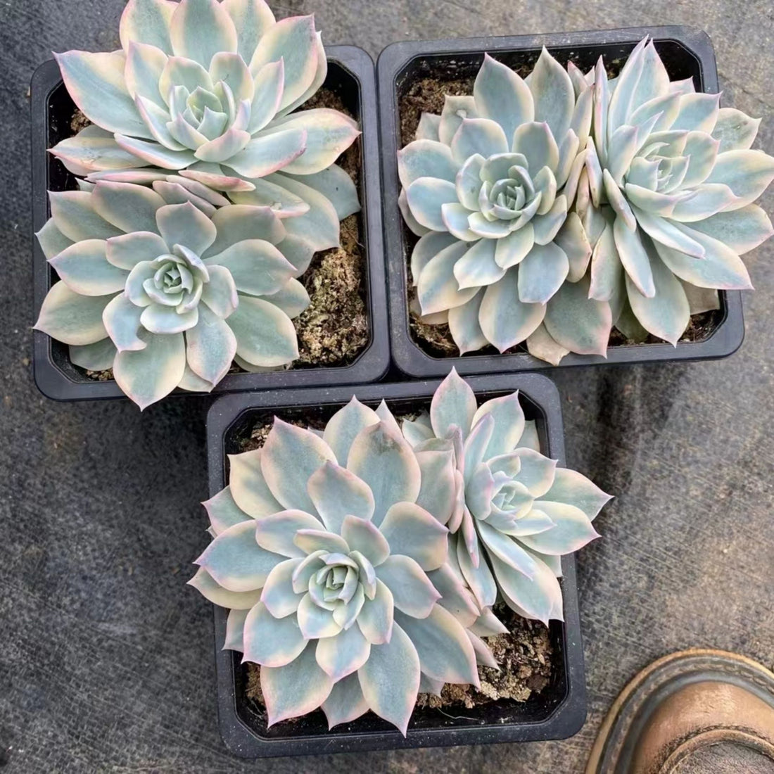 5'' Echeveria Subsessilis Variegated, Rare Live Succulent Plants